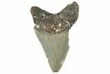 Bargain, Juvenile Megalodon Tooth - Serrated Blade #297263-1